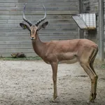 Blacked-faced impala