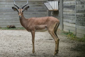 Zwartkopimpala