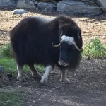 Muskox