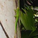 Madagascar Day Gecko