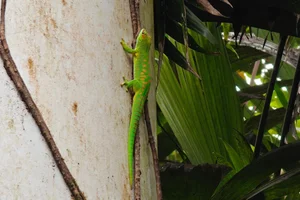 Madagaskardaggekko