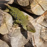 Ocellated Lizard