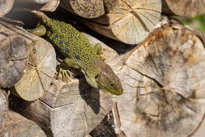 Parelhagedis