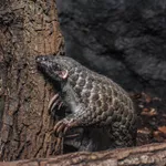 Chinese Pangolin