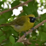 Yellow-green Grosbeak