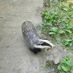 Eurasian Badger