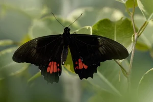 Idaes Swallowtail