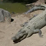 Saltwater Crocodile