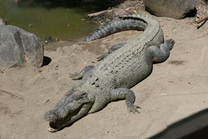 Zeekrokodil