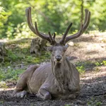 Roosevelt elk