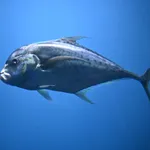 Indian Threadfish
