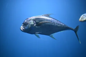 Indische draadmakreel