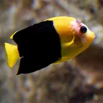 Bicolor Angelfish