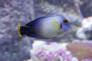 Mimic Surgeonfish