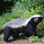 Honey Badger