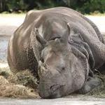 Greater One-horned Rhino