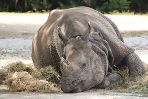 Indische Neushoorn