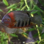 Banded cichlid