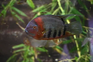 Banded cichlid