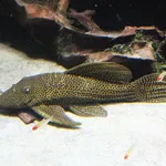 Megalancistrus parananus
