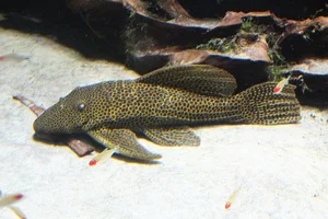 Megalancistrus parananus