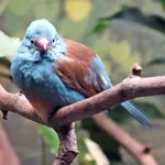 Blue-capped Cordon-bleu