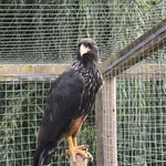Striated Caracara