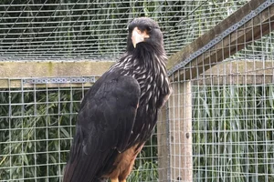 Falklandcaracara