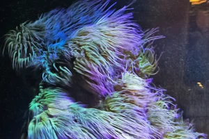 Anemonia sulcata