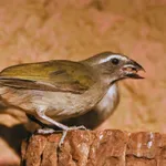 Green-winged Saltator