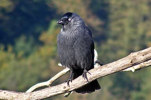 Kauw