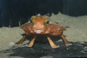 Giant Triangular Batfish