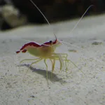 scarlet cleaner shrimp
