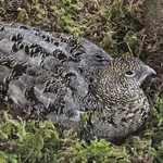 Rock Ptarmigan (Alps)