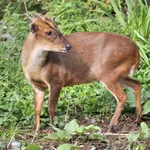 Chinese Muntjac