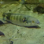 Crenicichla lenticulata Heckel, 1840