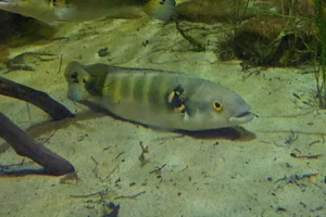 Crenicichla lenticulata