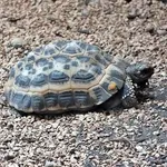 Spider Tortoise
