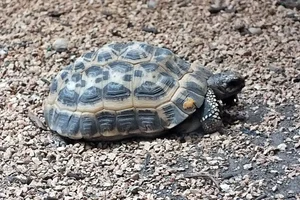 Spinschildpad