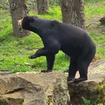 Sun Bear
