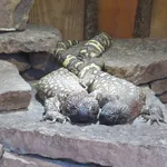 Río Fuerte Beaded Lizard