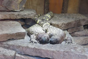Heloderma horridum exasperatum