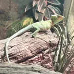 Eastern Casquehead Iguana