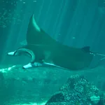 Giant Manta