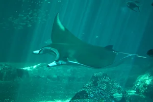Reuzen manta
