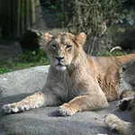 Asiatic lion