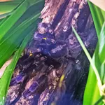 Peacock Tarantula