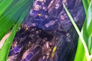 Peacock Tarantula