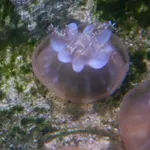 Upside-down jellyfish