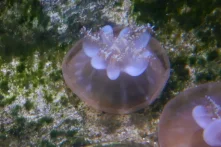 Upside-down jellyfish